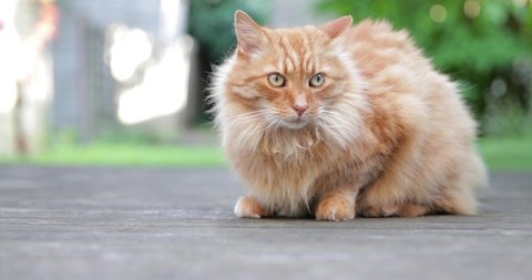 Kitten Portrait Long Haired Cat With Green Eyes Stock Video