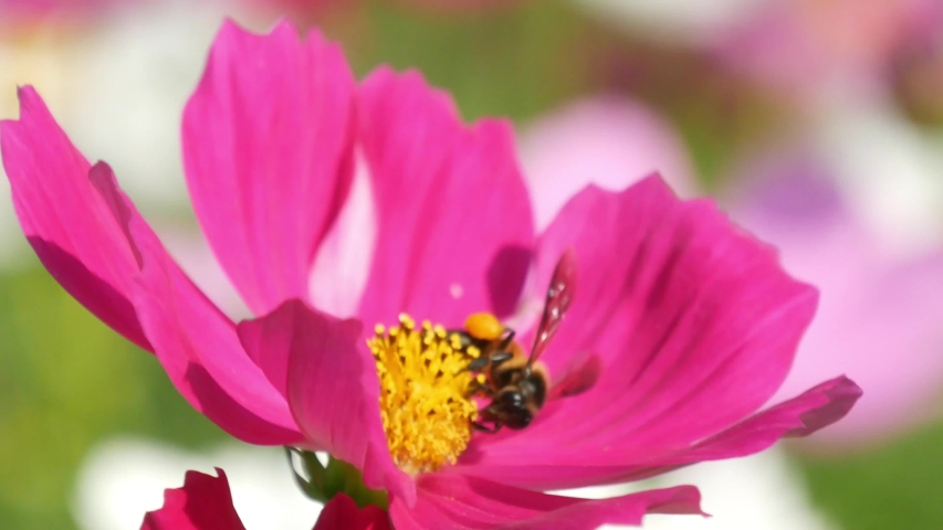 White Flower and Pollen Grains image - Free stock photo - Public Domain ...