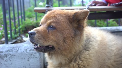 99+ Fluffy Cute Chow Chow Puppies