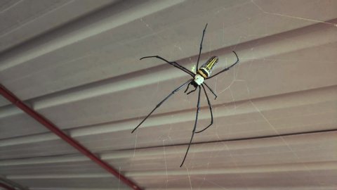 4k Video Of A Giant Wood Spider Nephila Maculata Camera Panning Shot