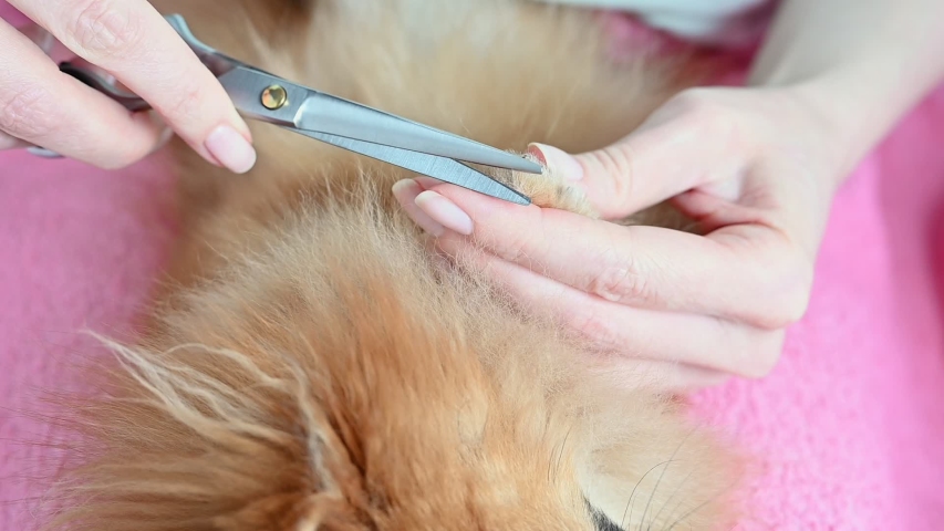 dog brush that trims hair