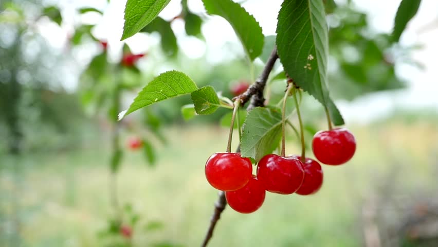 Вишня исполнитель. Группа игра неспелая вишня. Вишня христианская вишня песни. Женщина вишня. Вишенка щит текст.