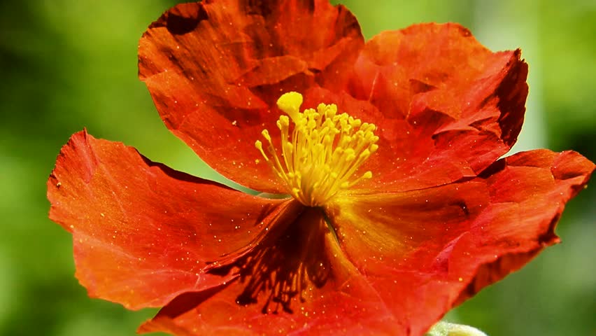 Header of helianthemum