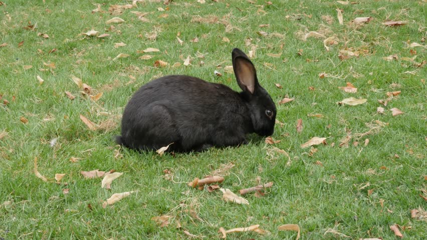 Black Rabbit in the Field Stock Footage Video (100% Royalty-free ...