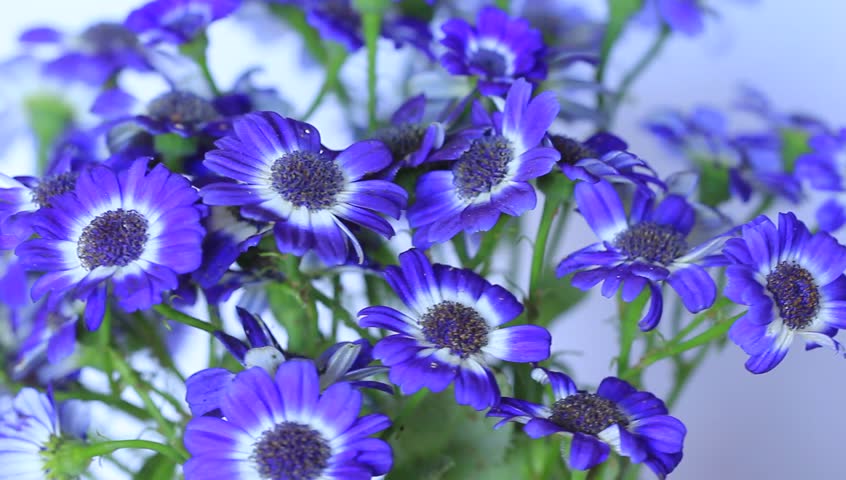 Header of cineraria