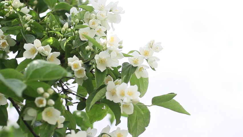 False Jasmine, Mock Orange (philadelphus) Stock Footage ...