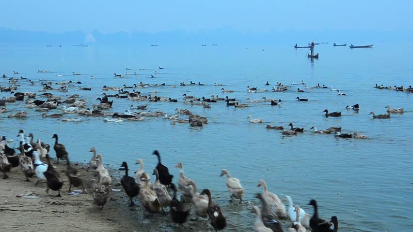 Header of poultryman