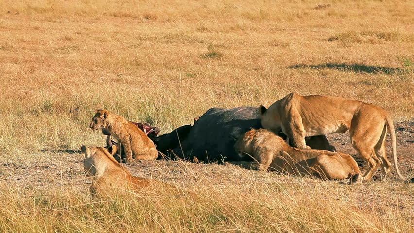 Pride Of Lions Eating A Pray In Masai Mara, Kenya Stock Footage Video ...