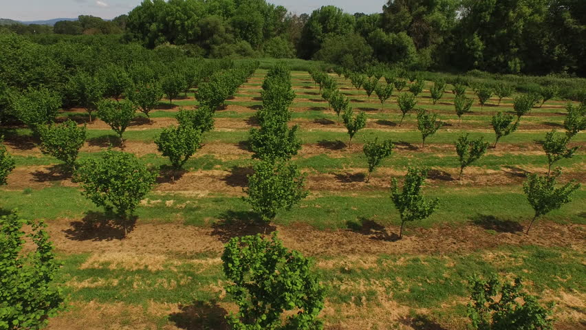 Stock Video Clip of Aerial shot of hazelnut trees on farm | Shutterstock