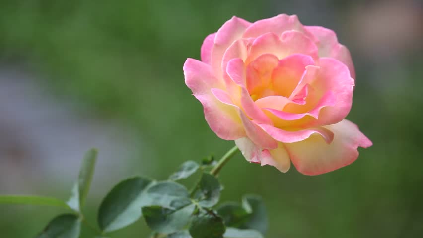 Yellow Mix Pink Rose Flower Stock Footage Video 100 Royalty Free Yellow Mix Pink Rose Flower