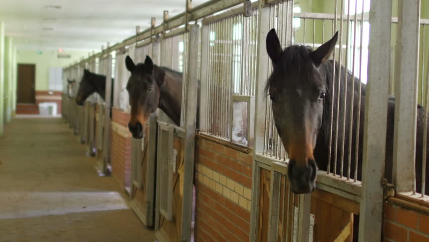 Horses In Stable Interior Stock Footage Video 100 Royalty Free 11316287 Shutterstock