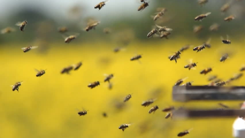 Swarm of Bees at the Stock Footage Video (100% Royalty-free) 11333147