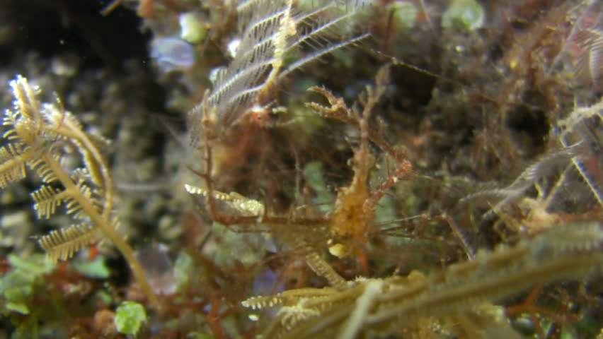 Header of Achaeus spinosus