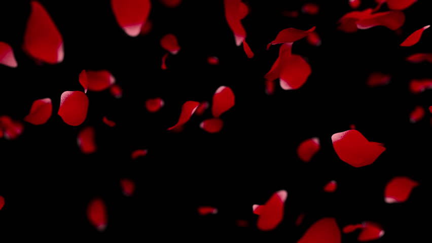 Rose Petals Falling. Slow Motion. Shallow Depth Of Field. Matte ...