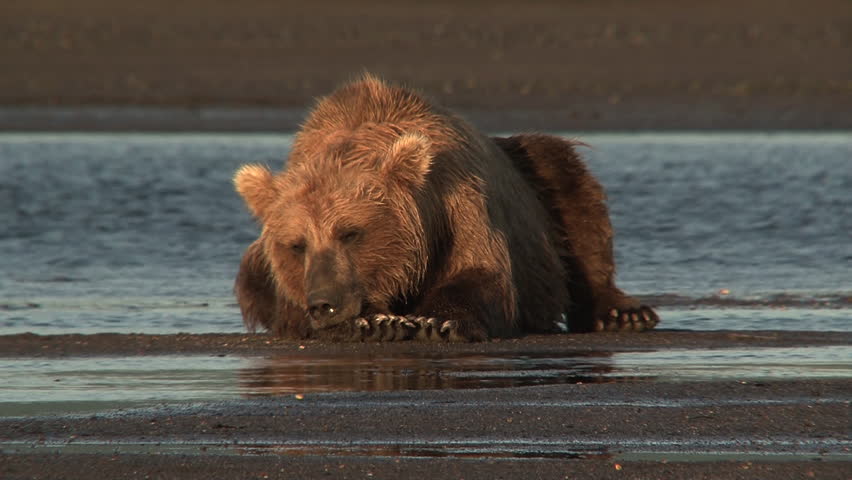 Header of ursus arctos horribilis