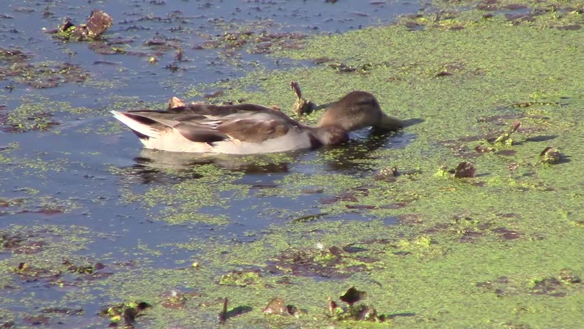 Stock Video Clip of duck eating duckweed on water | Shutterstock