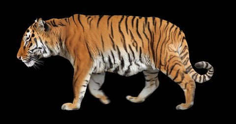 Tiger Walking Isolated Cyclic Animation Stock Footage Video (100%  Royalty-free) 12354647 | Shutterstock