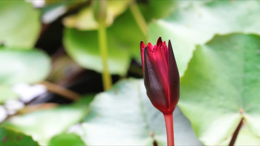 Video Footage Time Lapse Opening Of Waterlily Lotus Flower Is Pink Yellow Water Lily Lotus Flower Blooming Macro Close Up Hd Stock Video