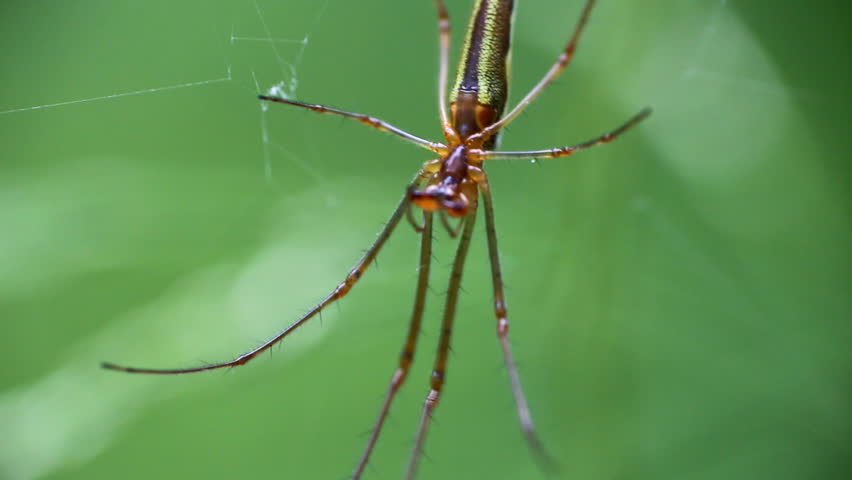 Header of Theridiidae