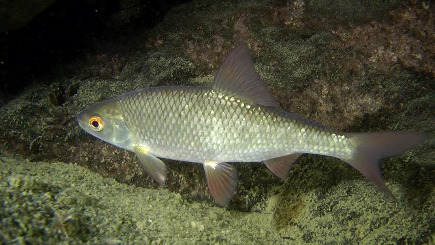 Golden Barb Or Golden Dwarf Barb In Aquarium. The Golden Barb Or Golden 