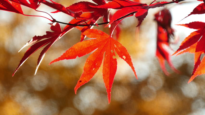 Header of Acer ginnala
