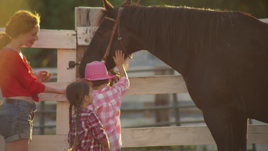 daughter dealer essay horse daughter dealer essay horse