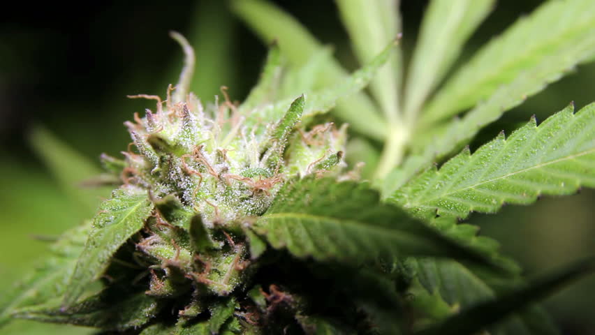 Header of potent