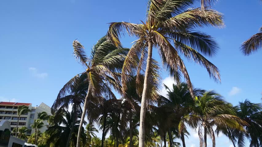 Header of occidental
