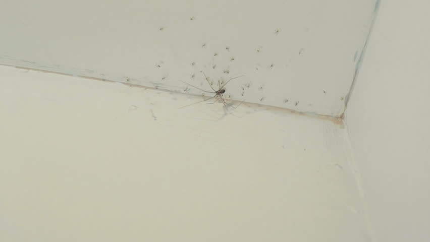 Baby Spiders And A Spider Stockvideos Filmmaterial 100 Lizenzfrei 13095767 Shutterstock