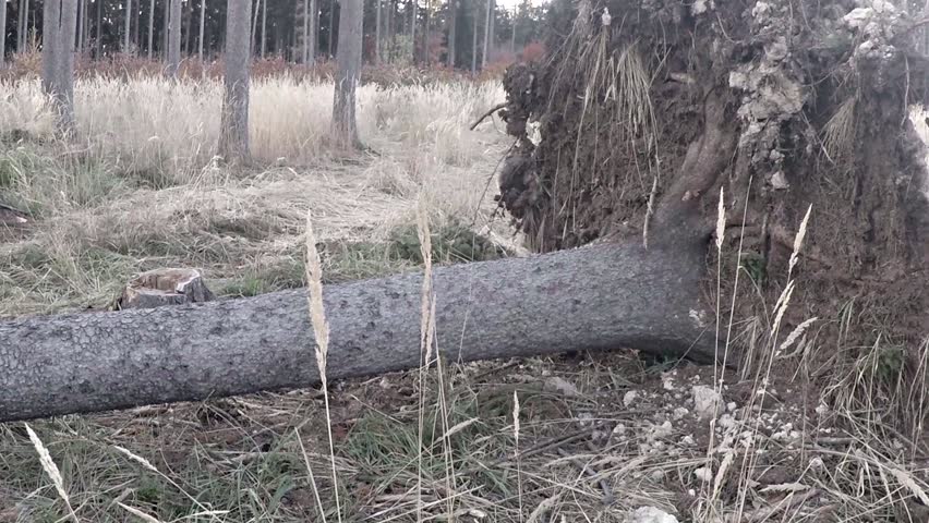 Header of rootstock