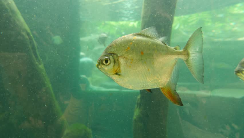 Header of opah