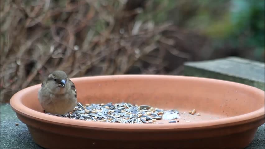 Bird Seed Feeding Place Terracotta Stock Footage Video 100