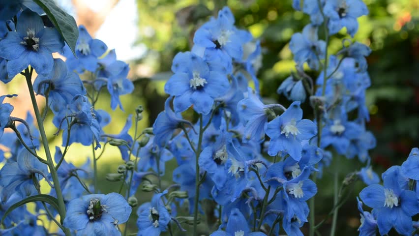 Header of delphinium