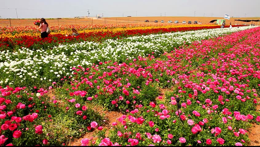 Aerial Drone Moving Forward Above Flower Field Beautiful