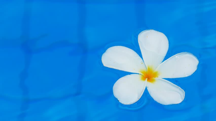 Plumeria White Frangipani Flowers By The Pool. Changes Focus From ...