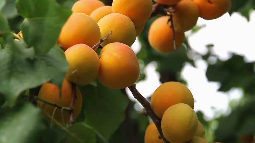 Header of apricot