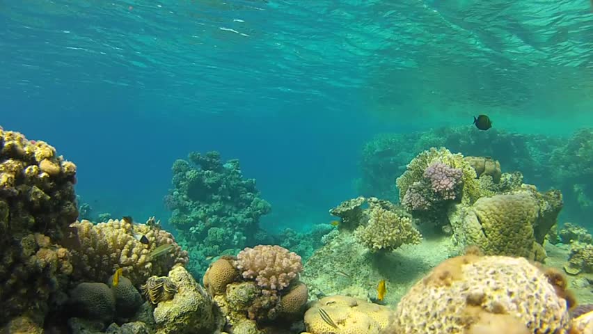 Beautiful Corals Coral Pyramid On Stockvideos Filmmaterial 100 Lizenzfrei 13575347 Shutterstock