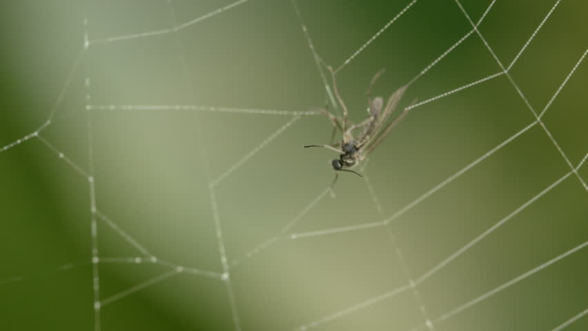 Fly Caught In Spider's Web Stock Footage Video 3549641 | Shutterstock