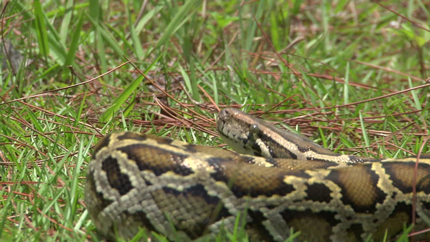 Aggressive Python Striking Stock Footage Video (100% Royalty-free ...