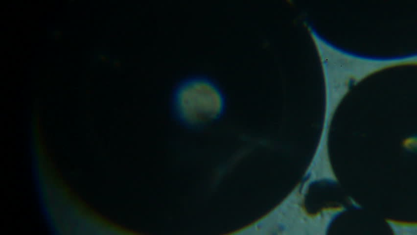 Header of spittle