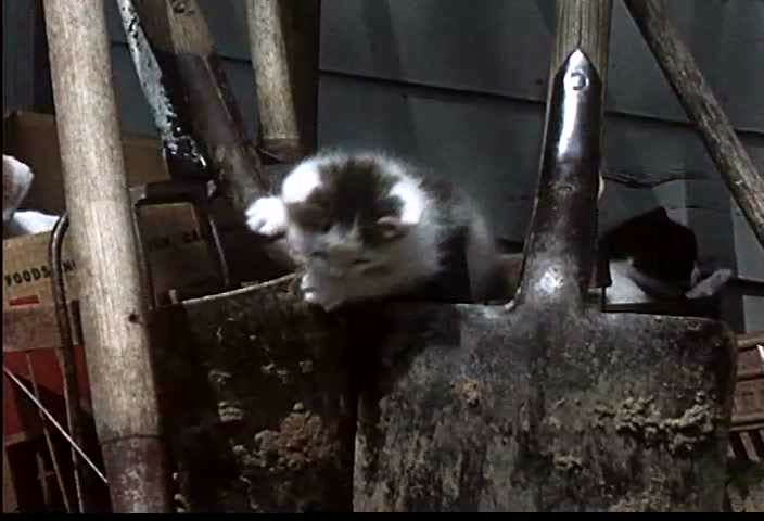 The Play House Full Movie