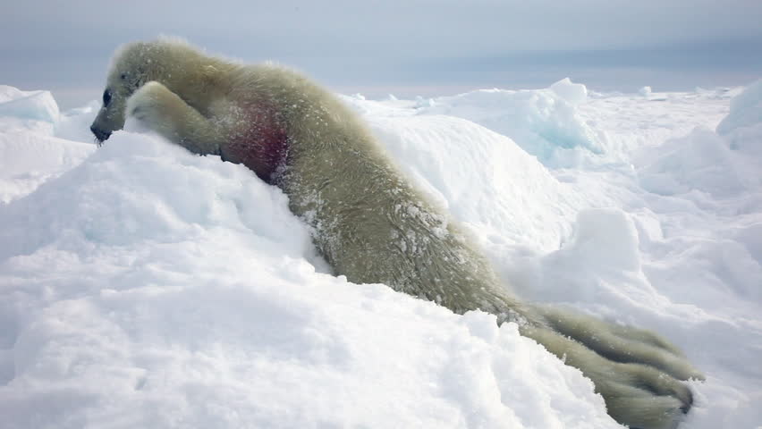 Stock video of cute newborn seal pup on ice | 14096177 | Shutterstock