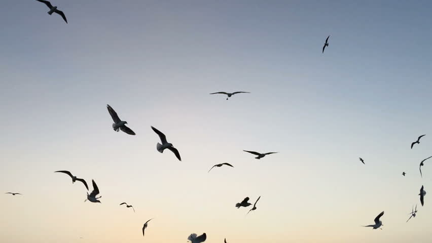 Birds flying away