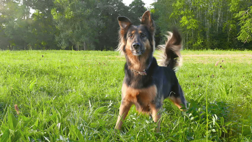 Stock Video Clip of Dog on the grass. Cinemagraph (Seamless Loop ...