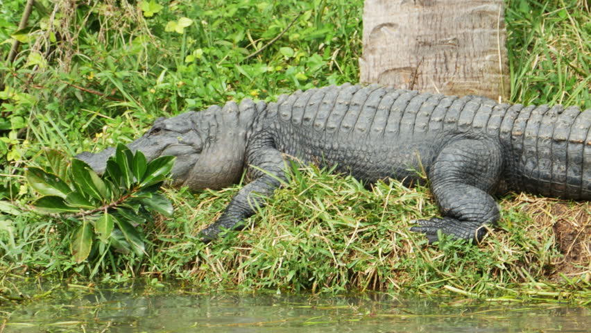 American Alligator.It's A Large Crocodilian Reptile Endemic To The ...