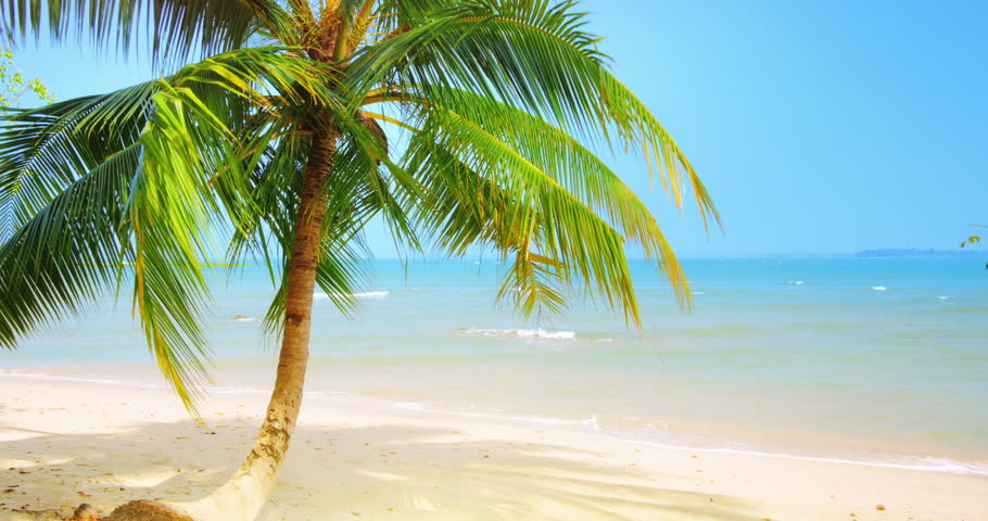 Idyllic Tropical Background of Palm Stock Footage Video (100% Royalty ...