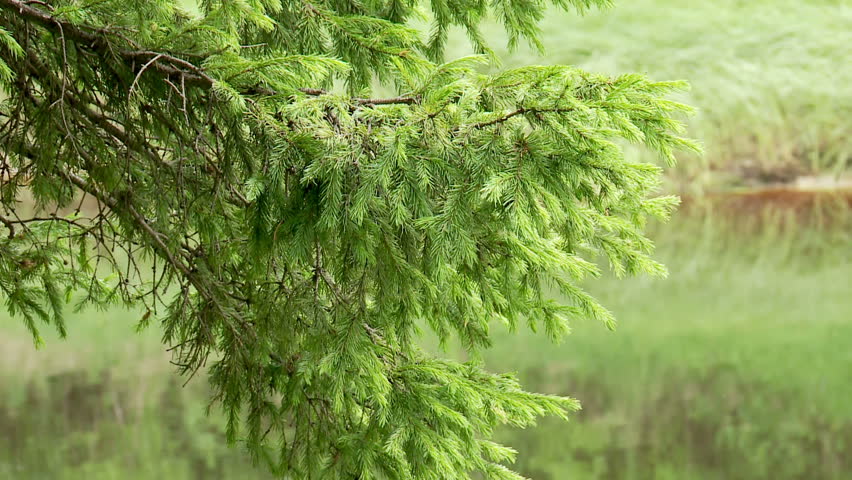 olive garden greentree olive green tree growing in the garden background hd 1080 stock footage olive garden greentree olive green tree growing in the garden background hd 1080 stock footage