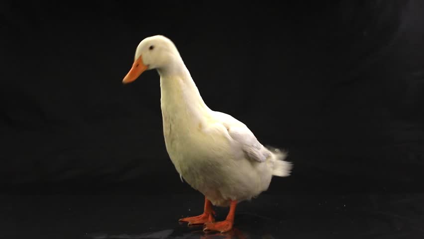 Portrait Duck On a Black Stock Footage Video (100% Royalty-free) 14604307 | Shutterstock