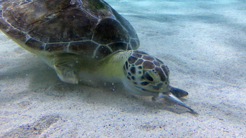 Do Sea Turtles Eat Fish