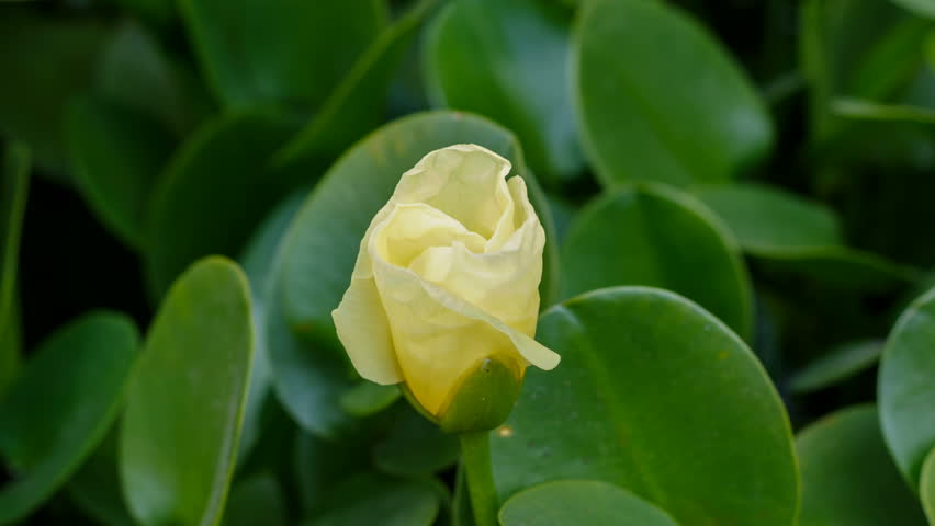 Time Lapse Of Lily On The Pond Water Blooming Lotus Flower In The Summer Hd Stock Video Clip